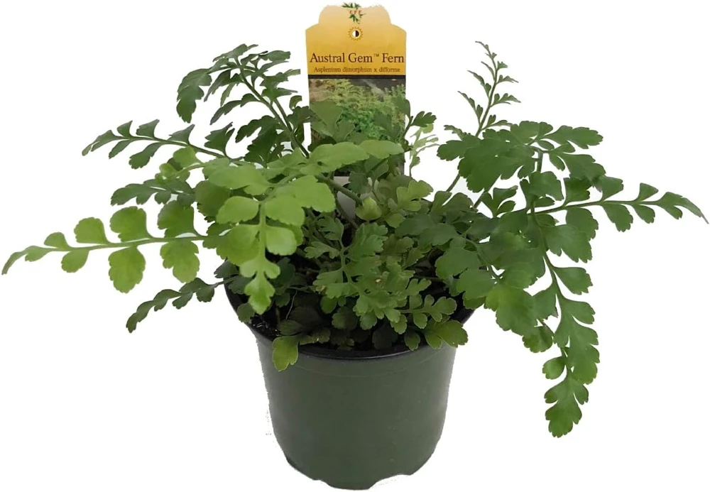 Austral Gem Fern Live Plant – 4" Pot – Asplenium dimorphum – Indoor Houseplant - Image 1