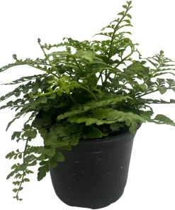 Austral Gem Fern Live Plant – 6 inch Pot – Asplenium dimorphum Indoor - Image 2