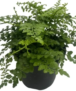Austral Gem Fern Live Plant – 6 inch Pot – Asplenium dimorphum Indoor - Image 3