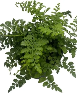 Austral Gem Fern Live Plant – 6 inch Pot – Asplenium dimorphum Indoor - Image 4