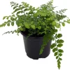 Austral Gem Fern Live Plant – 6 inch Pot – Asplenium dimorphum Indoor - Image 1