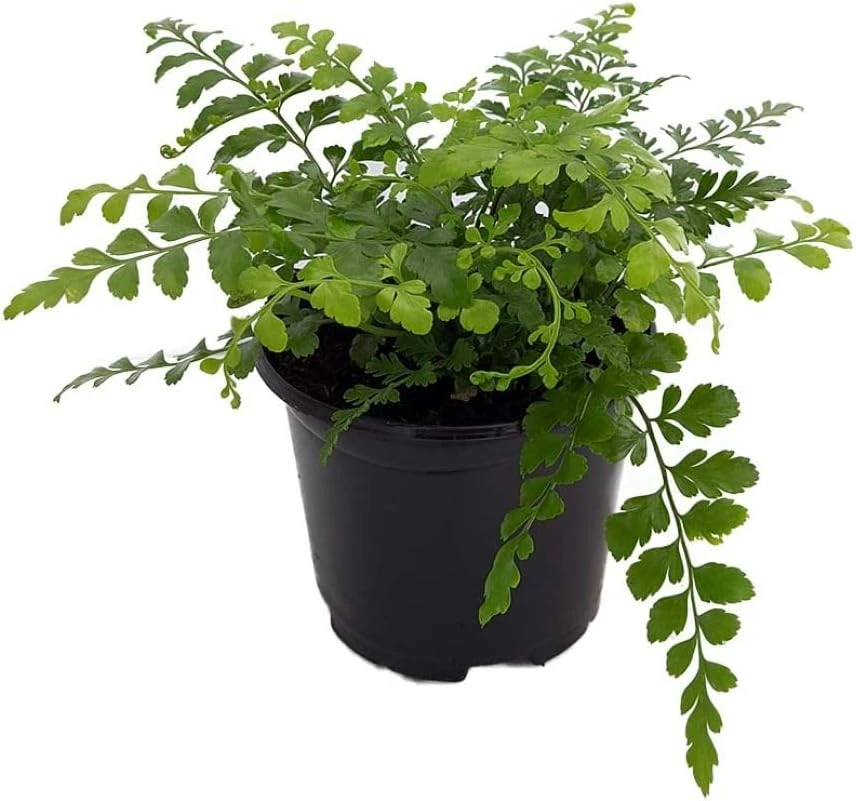 Austral Gem Fern Live Plant – 6 inch Pot – Asplenium dimorphum Indoor - Image 1