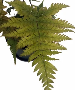 Autumn Fern Live Plant – 6" Hanging Basket – Indoor Houseplant - Image 2