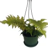 Autumn Fern Live Plant – 6" Hanging Basket – Indoor Houseplant - Image 1