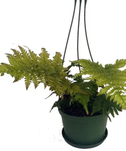 Autumn Fern Live Plant – 6