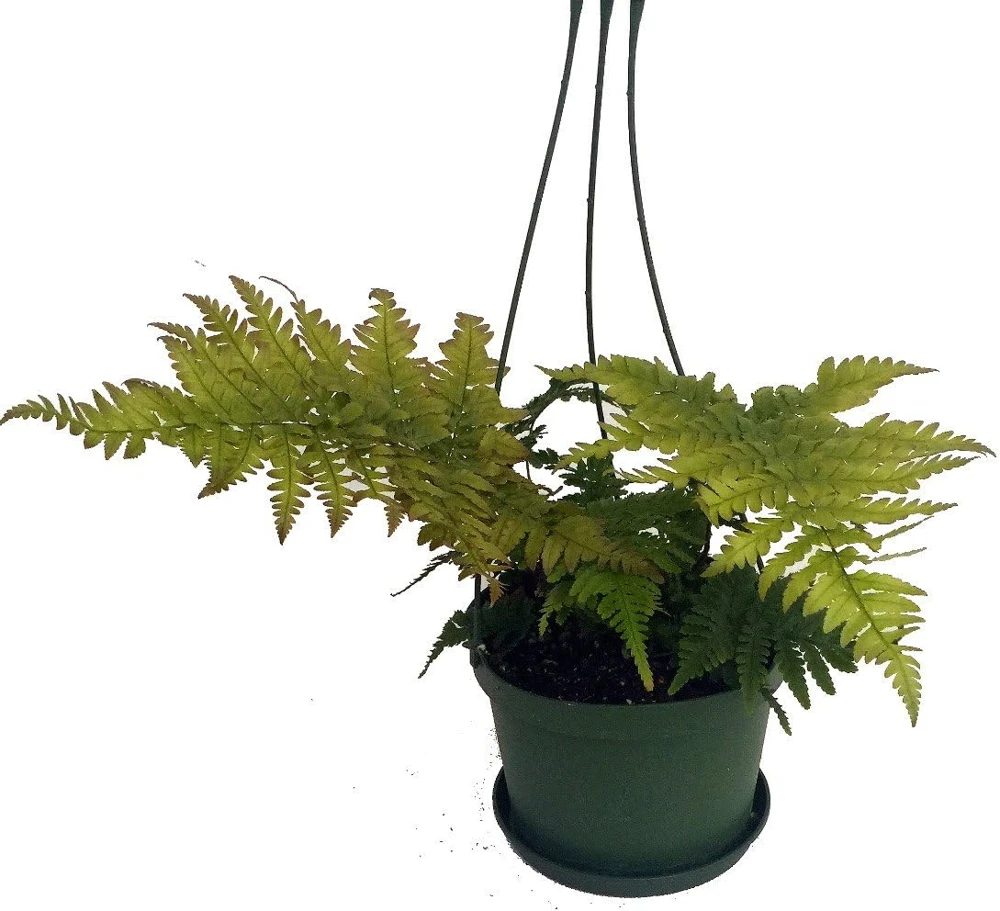 Autumn Fern Live Plant – 6" Hanging Basket – Indoor Houseplant - Image 1