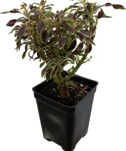 Autumn Leaf Coleus Live Plant – Easy Care Houseplant – 2.5 inch Pot - Image 2