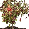 Autumn Leaf Coleus Live Plant – Easy Care Houseplant – 2.5 inch Pot - Image 1