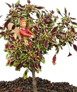 Autumn Leaf Coleus Live Plant – Easy Care Houseplant – 2.5 inch Pot - Image 1