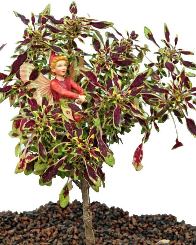 Autumn Leaf Coleus Live Plant – Easy Care Houseplant – 2.5 inch Pot - Image 1