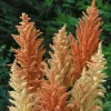 Autumn Palette Princess Feather Amaranthus Seeds - 100 Seeds, Annual Flower, Full Sun - Image 1