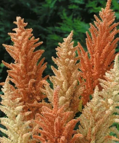 Autumn Palette Princess Feather Amaranthus Seeds - 100 Seeds, Annual Flower, Full Sun - Image 1