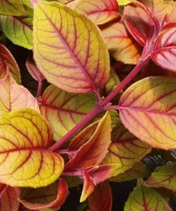 Autumnale Fuchsia Live Plant – 5