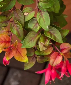 Autumnale Fuchsia Live Plant – 5