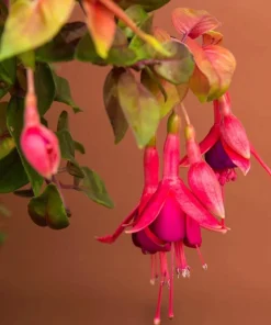 Autumnale Fuchsia Live Plant – 5