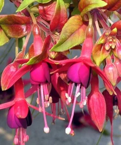 Autumnale Fuchsia Live Plant – 5