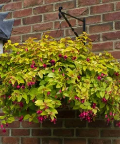 Autumnale Fuchsia Live Plant – 5