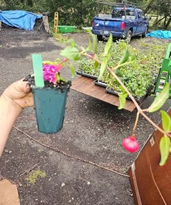 Autumnale Fuchsia Live Plant – 5