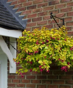 Autumnale Fuchsia Live Plant – 5