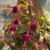 Autumnale Fuchsia Live Plant – 5" Pot – 10-14" Tall – Red & Purple Flowers – Outdoor Shrub - Image 1