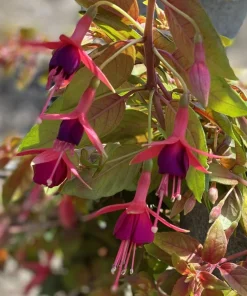 Autumnale Fuchsia Live Plant – 5