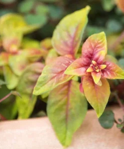Autumnale Fuchsia Live Plant – 5