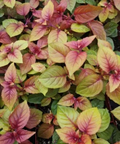 Autumnale Fuchsia Live Plant – 5