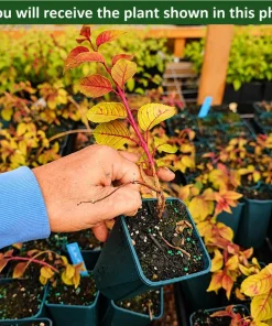 Autumnale Fuchsia Live Plant – Red Flower Fuchsia – 4-6 inch Tall – 5 Inch Pot – Outdoor - Image 2