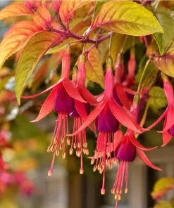 Autumnale Fuchsia Live Plant – Red Flower Fuchsia – 4-6 inch Tall – 5 Inch Pot – Outdoor - Image 3
