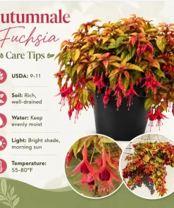 Autumnale Fuchsia Live Plant – Red Flower Fuchsia – 4-6 inch Tall – 5 Inch Pot – Outdoor - Image 4