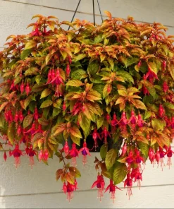 Autumnale Fuchsia Live Plant – Red Flower Fuchsia – 4-6 inch Tall – 5 Inch Pot – Outdoor - Image 5