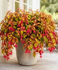 Autumnale Fuchsia Live Plant – Red Flower Fuchsia – 4-6 Inch Tall, 5 Inch Pot – Outdoor - Image 6