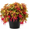 Autumnale Fuchsia Live Plant – Red Flower Fuchsia – 4-6 inch Tall – 5 Inch Pot – Outdoor - Image 1