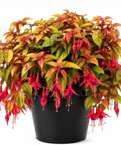 Autumnale Fuchsia Live Plant – Red Flower Fuchsia – 4-6 inch Tall – 5 Inch Pot – Outdoor - Image 1