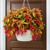 Autumnale Fuchsia Live Plant – Red Flower Fuchsia – 4-6 Inch Tall, 5 Inch Pot – Outdoor - Image 1