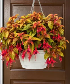 Autumnale Fuchsia Live Plant – Red Flower Fuchsia – 4-6 Inch Tall, 5 Inch Pot – Outdoor - Image 1