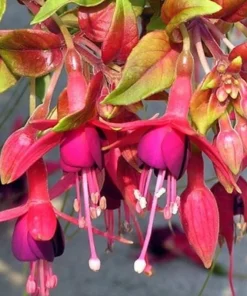 Autumnale Fuchsia Live Plants - Set of 2, 5