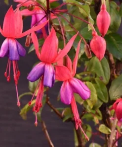 Autumnale Fuchsia Live Plants - Set of 2, 5