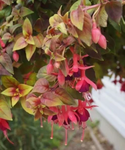Autumnale Fuchsia Live Plants - Set of 2, 5