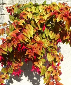 Autumnale Fuchsia Live Plants - Set of 2, 5