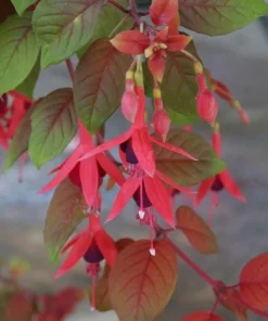 Autumnale Fuchsia Live Plants - Set of 2, 5