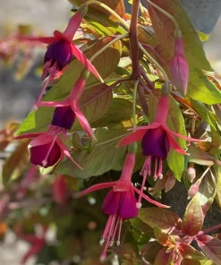 Autumnale Fuchsia Live Plants - Set of 2, 5