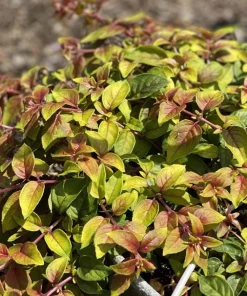 Autumnale Fuchsia Live Plants - Set of 2, 5