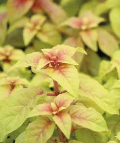 Autumnale Fuchsia Live Plants - Set of 2, 5