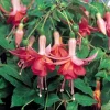 Autumnale Fuchsia Live Plants - Set of 2, 5" Pots, 10-14" Tall, Red-Gold Foliage, Outdoor Shrub - Image 1