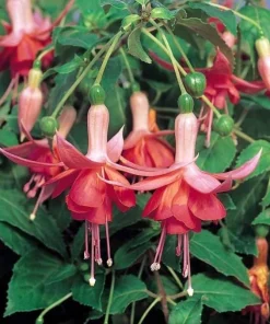 Autumnale Fuchsia Live Plants - Set of 2, 5