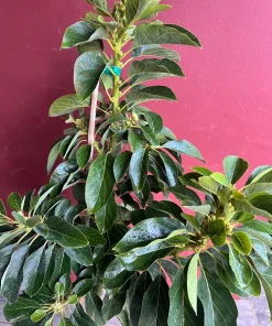 Avocado 'Choquette', Persia americana Tree , Grafted in 3 Gallons Pot, No Ship HI - Image 3