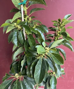 Avocado 'Choquette', Persia americana Tree , Grafted in 3 Gallons Pot, No Ship HI - Image 5