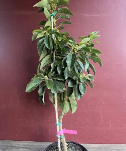 Avocado 'Choquette', Persia americana Tree , Grafted in 3 Gallons Pot, No Ship HI - Image 7