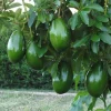 Avocado 'Choquette', Persia americana Tree , Grafted in 3 Gallons Pot, No Ship HI - Image 1